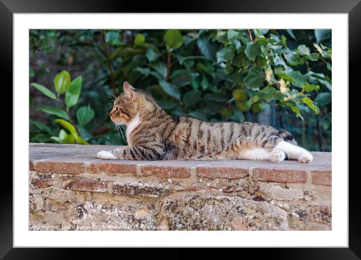Cat on a stone wall - Montepulciano Framed Mounted Print by Laszlo Konya