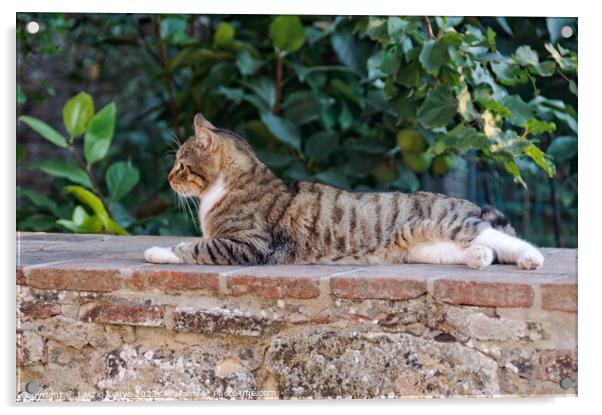 Cat on a stone wall - Montepulciano Acrylic by Laszlo Konya