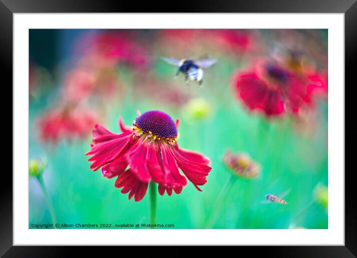 Helenium Flowers Framed Mounted Print by Alison Chambers