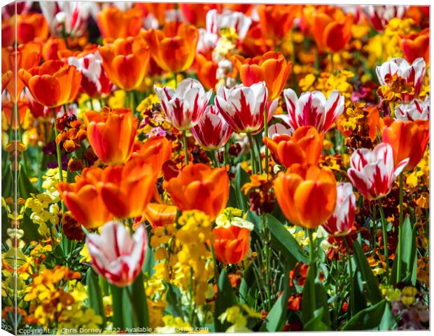 Tulips in Victoria Embankment Gardens in London, UK Canvas Print by Chris Dorney