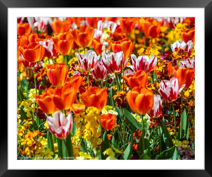 Tulips in Victoria Embankment Gardens in London, UK Framed Mounted Print by Chris Dorney