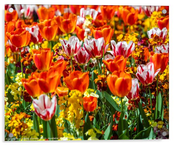 Tulips in Victoria Embankment Gardens in London, UK Acrylic by Chris Dorney