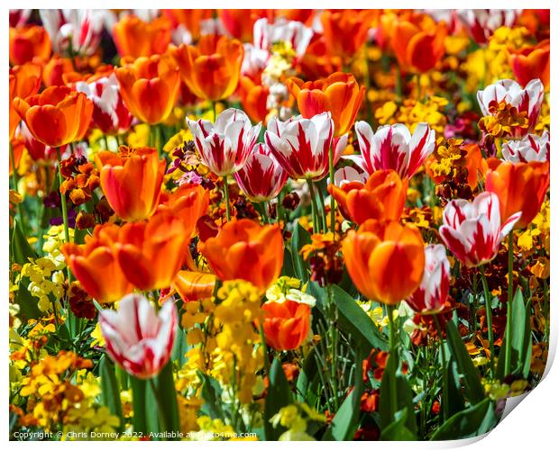 Tulips in Victoria Embankment Gardens in London, UK Print by Chris Dorney