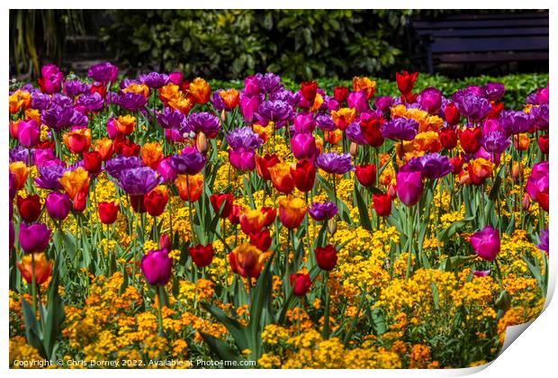 Tulips in Victoria Embankment Gardens in London, UK Print by Chris Dorney