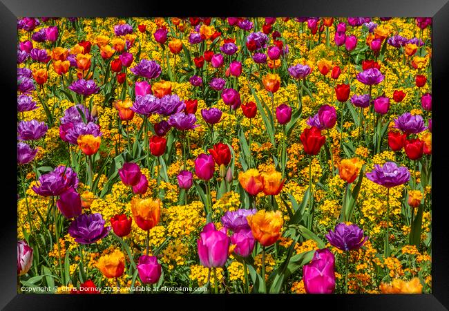 Flowers in Victoria Embankment Gardens in London, UK Framed Print by Chris Dorney