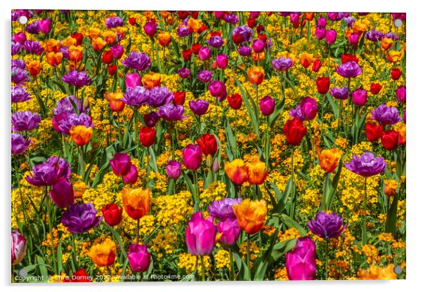 Flowers in Victoria Embankment Gardens in London, UK Acrylic by Chris Dorney