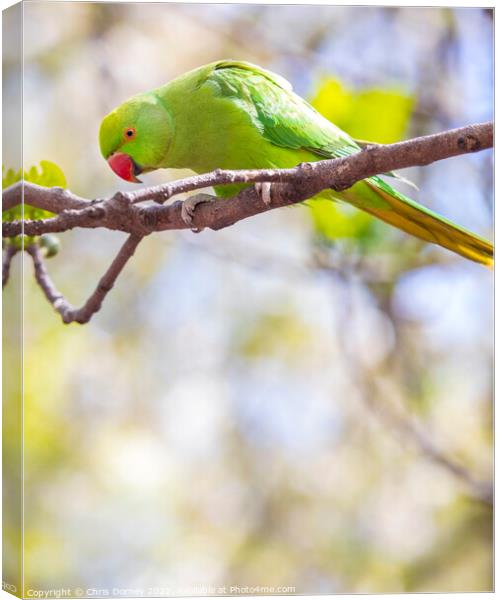 Green Parakeet in a Park in London, UK Canvas Print by Chris Dorney