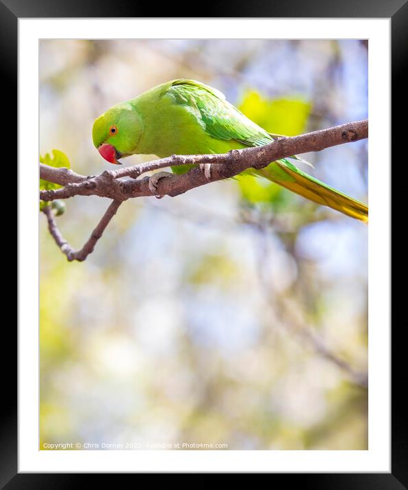 Green Parakeet in a Park in London, UK Framed Mounted Print by Chris Dorney