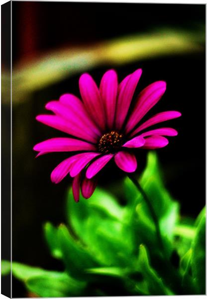 Pretty in Pink Canvas Print by kurt bolton