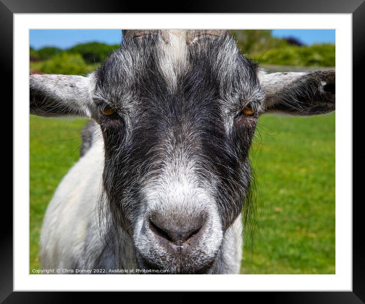 Goat Framed Mounted Print by Chris Dorney