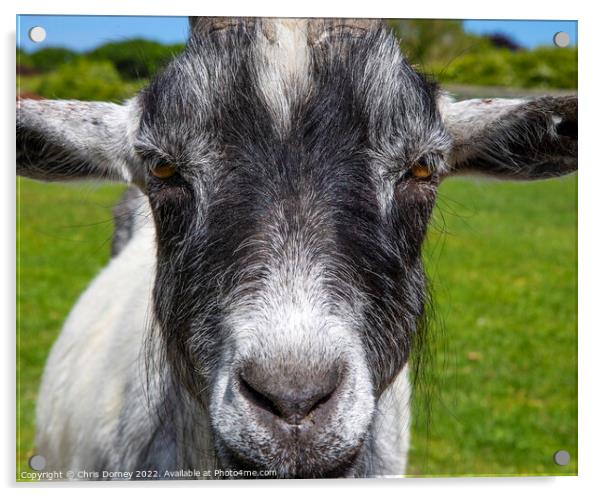 Goat Acrylic by Chris Dorney