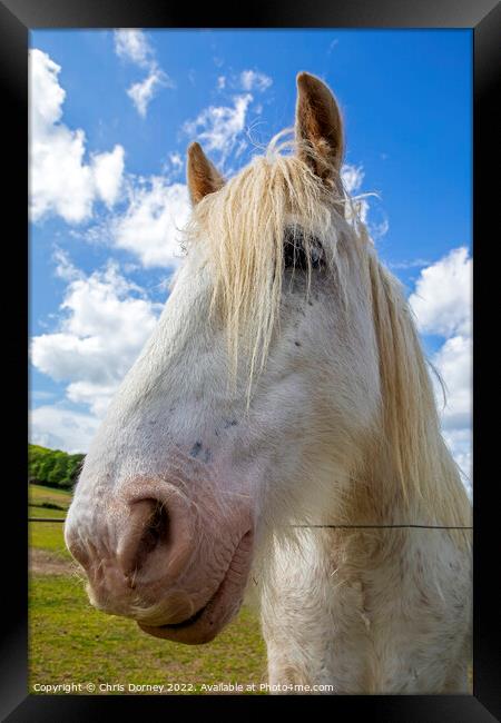 Shire Horse Framed Print by Chris Dorney