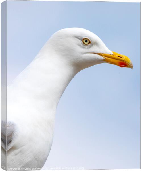 Seagull in Scarborough, North Yorkshire Canvas Print by Chris Dorney