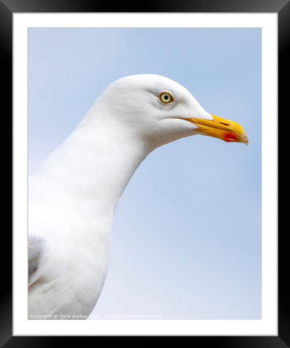Seagull in Scarborough, North Yorkshire Framed Mounted Print by Chris Dorney