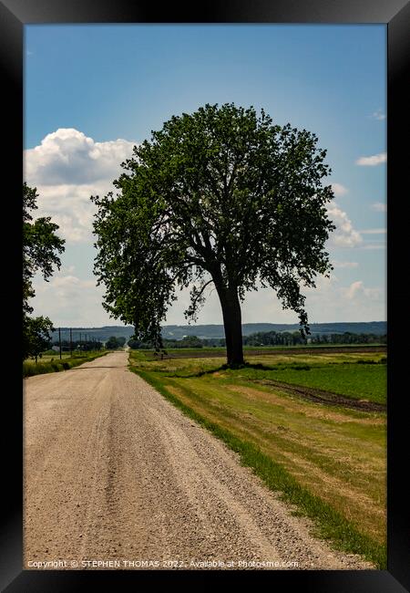 Big Tree by Country Road Framed Print by STEPHEN THOMAS