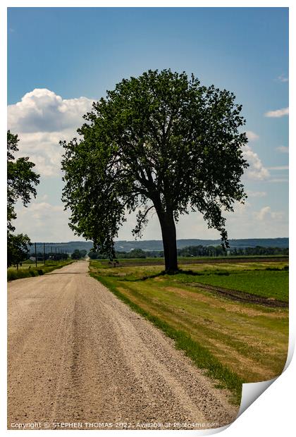 Big Tree by Country Road Print by STEPHEN THOMAS