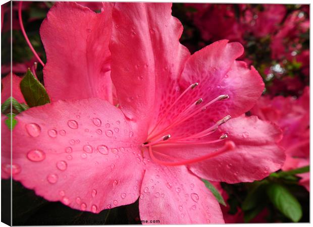 waterdrops on a flower Canvas Print by zachary quinn