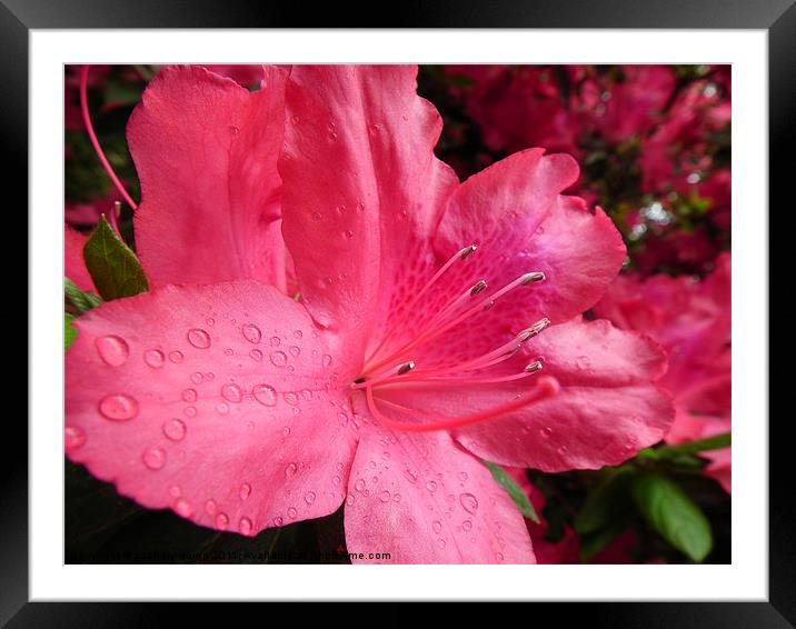 waterdrops on a flower Framed Mounted Print by zachary quinn