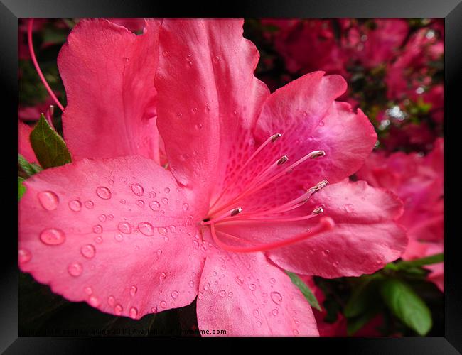waterdrops on a flower Framed Print by zachary quinn