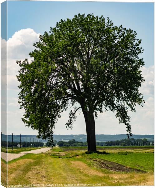 Big Tree by Country Road 2 Canvas Print by STEPHEN THOMAS