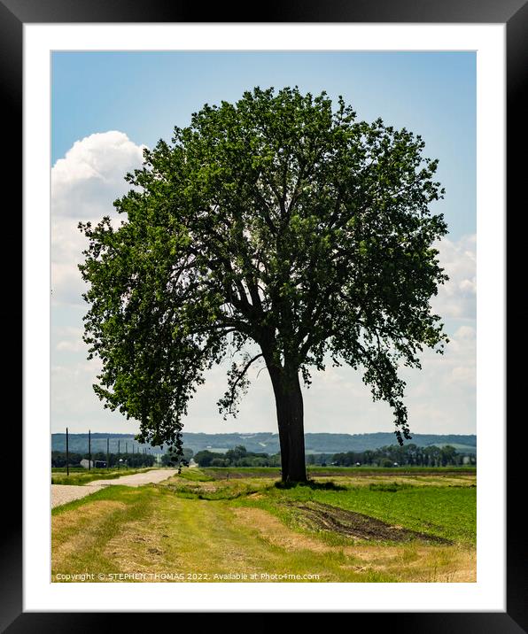Big Tree by Country Road 2 Framed Mounted Print by STEPHEN THOMAS