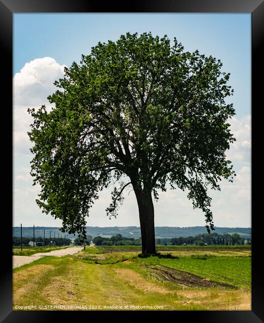 Big Tree by Country Road 2 Framed Print by STEPHEN THOMAS