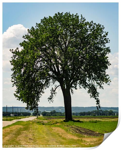 Big Tree by Country Road 2 Print by STEPHEN THOMAS