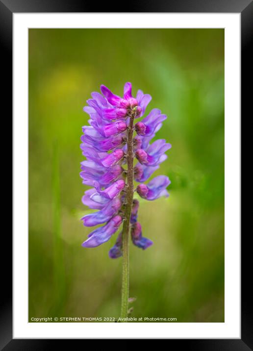 Vicia Cracca Framed Mounted Print by STEPHEN THOMAS