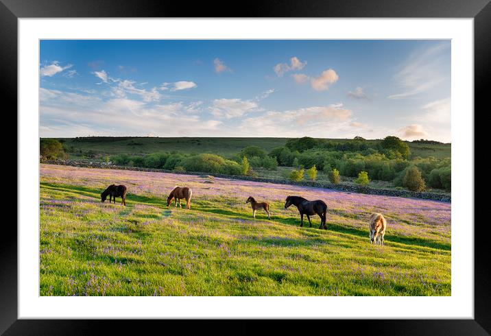 Dartmoor Ponies Framed Mounted Print by Helen Hotson