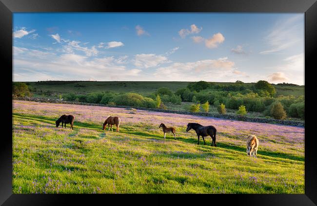 Dartmoor Ponies Framed Print by Helen Hotson