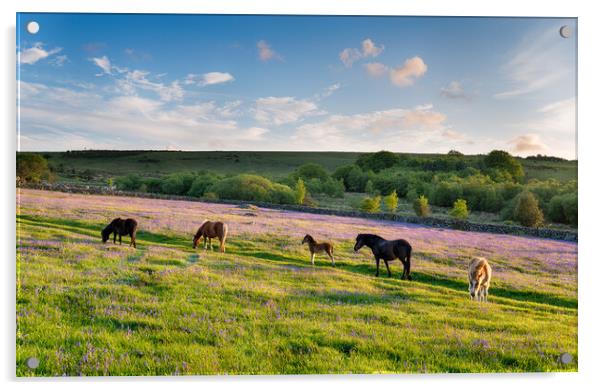Dartmoor Ponies Acrylic by Helen Hotson