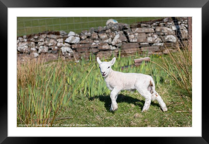 A young Lamb looking at the camera Framed Mounted Print by Dave Collins