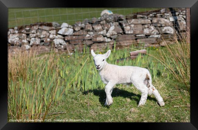 A young Lamb looking at the camera Framed Print by Dave Collins
