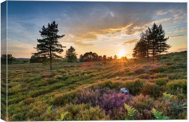 Stunning sunset over heather and Scots Pine trees on Slepe Heath Canvas Print by Helen Hotson