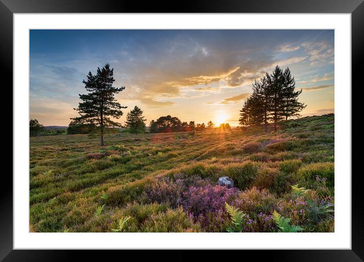Stunning sunset over heather and Scots Pine trees on Slepe Heath Framed Mounted Print by Helen Hotson