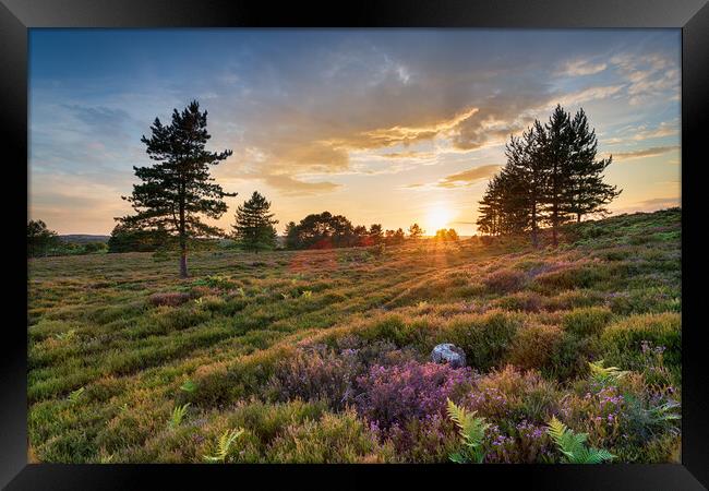 Stunning sunset over heather and Scots Pine trees on Slepe Heath Framed Print by Helen Hotson