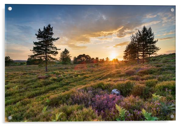 Stunning sunset over heather and Scots Pine trees on Slepe Heath Acrylic by Helen Hotson