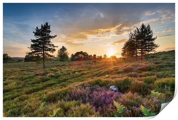 Stunning sunset over heather and Scots Pine trees on Slepe Heath Print by Helen Hotson