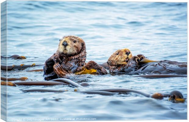 Sea otters in the ocean Canvas Print by Delphimages Art