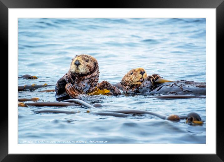 Sea otters in the ocean Framed Mounted Print by Delphimages Art