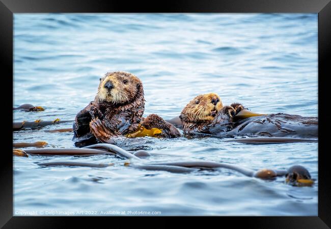 Sea otters in the ocean Framed Print by Delphimages Art