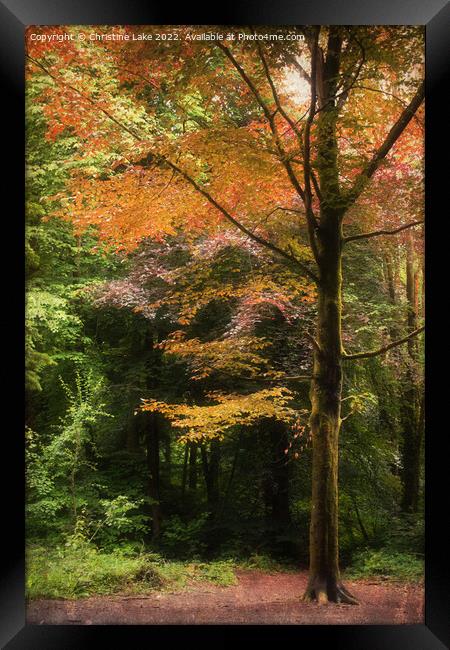 Autumn Fare Framed Print by Christine Lake