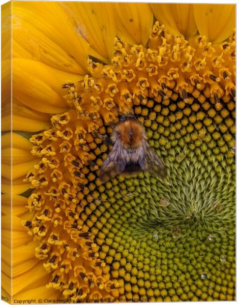 Bee happy Canvas Print by Ciara Hegarty