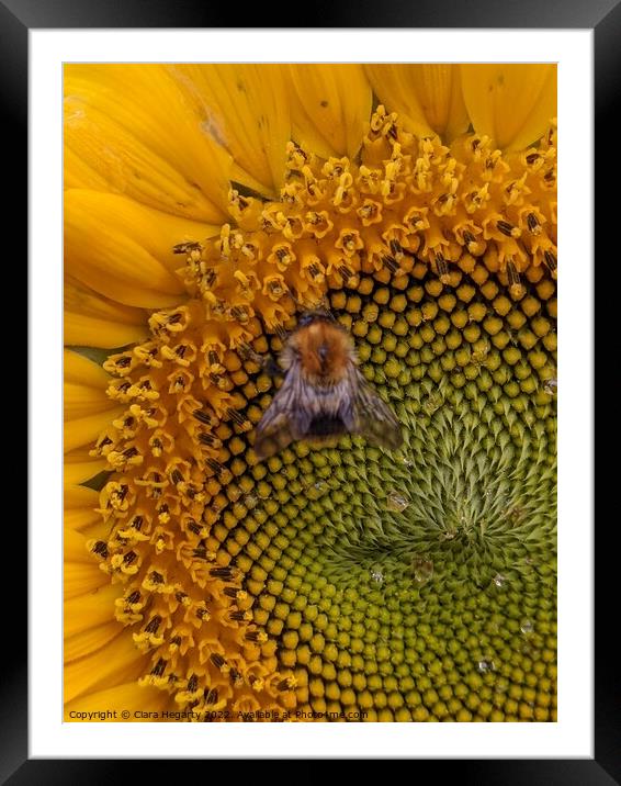 Bee happy Framed Mounted Print by Ciara Hegarty