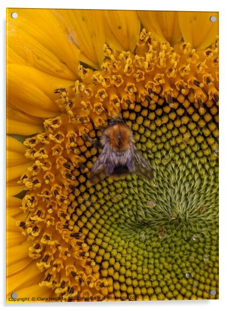 Bee happy Acrylic by Ciara Hegarty