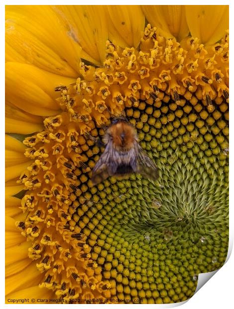 Bee happy Print by Ciara Hegarty