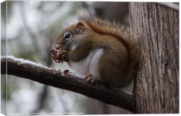 "Squirrel Delight" Canvas Print by Ken Oliver