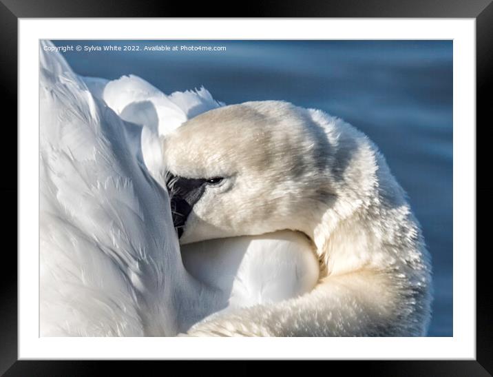 Swan Framed Mounted Print by Sylvia White