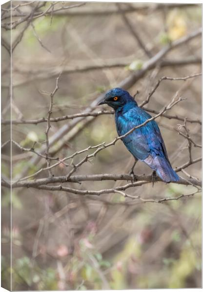 Cape Glossy Starling Canvas Print by Belinda Greb