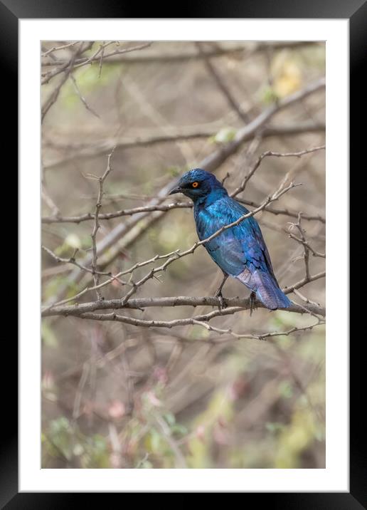 Cape Glossy Starling Framed Mounted Print by Belinda Greb
